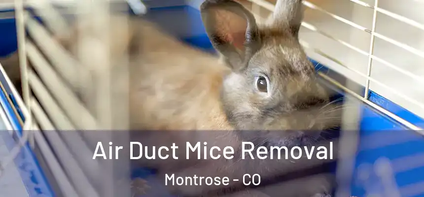 Air Duct Mice Removal Montrose - CO