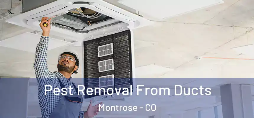  Pest Removal From Ducts Montrose - CO